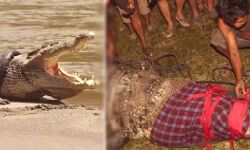 वर्षों से मगरमच्छ के गले में फंसा हुआ था टायर- इस व्यक्ति ने निकाला