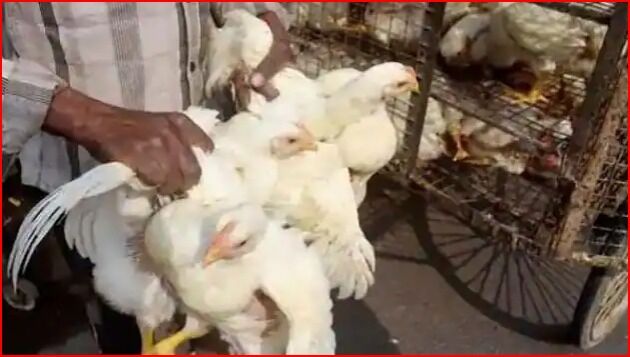 बर्ड फ्लू की दस्तक- सौ मुर्गियों की मौत से मचा हड़कंप-मुर्गियां लगेगी ठिकाने