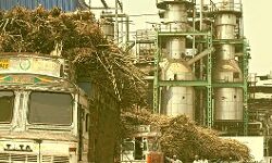 अब यहां किसानों को है चीनी मिल खुलने का इंतजार अब यहां किसानों को है चीनी मिल खुलने का इंतजार