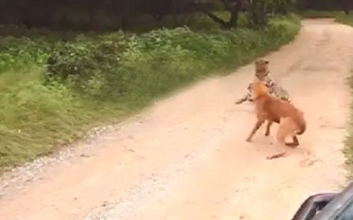 सड़क पर बैठे कुत्ते पर झपट्टा मारते हुए बाघ हुआ कैमरे में कैद