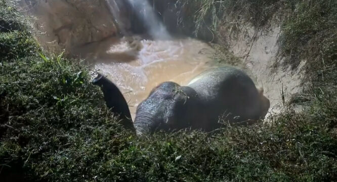 गहरी खाई में गिरा हाथी- वन विभाग की टीम ने पहुंचकर ऐसे बचाई जान