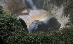 गहरी खाई में गिरा हाथी- वन विभाग की टीम ने पहुंचकर ऐसे बचाई जान गहरी खाई में गिरा हाथी- वन विभाग की टीम ने पहुंचकर ऐसे बचाई जान