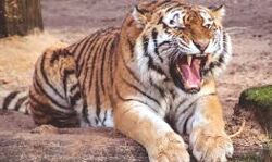 खेत की रखवाली करने गए युवक को बाघ ने बनाया निवाला खेत की रखवाली करने गए युवक को बाघ ने बनाया निवाला