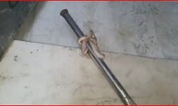 दारोगा के घर में निकला सांप- दहशत में कटी परिवार की रात दारोगा के घर में निकला सांप- दहशत में कटी परिवार की रात