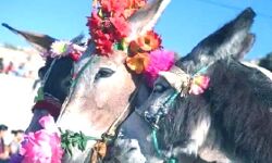 होली पर दामाद हो जाये होशियार- गधे पर बैठकार गांव में घूमाते हैं लोग होली पर दामाद हो जाये होशियार- गधे पर बैठकार गांव में घूमाते हैं लोग