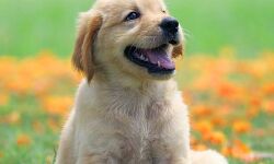 दंपत्ति ने बचाई पिल्ले की जान- मरी हुई मां के नाम पर ही रख दिया उसका नाम दंपत्ति ने बचाई पिल्ले की जान- मरी हुई मां के नाम पर ही रख दिया उसका नाम