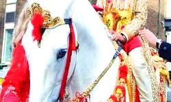 निकाली गई मतकटे दूल्हे की बारात- हंसने को कर देती है मजबूर निकाली गई मतकटे दूल्हे की बारात- हंसने को कर देती है मजबूर