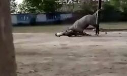 हिंसक नीलगाय ने किसान को बनाया अपना शिकार-वीडियो वायरल हिंसक नीलगाय ने किसान को बनाया अपना शिकार-वीडियो वायरल