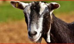 प्रेग्नेंट बकरी के साथ बलात्कार करने के बाद उसकी हत्या-एक गिरफ्तार प्रेग्नेंट बकरी के साथ बलात्कार करने के बाद उसकी हत्या-एक गिरफ्तार