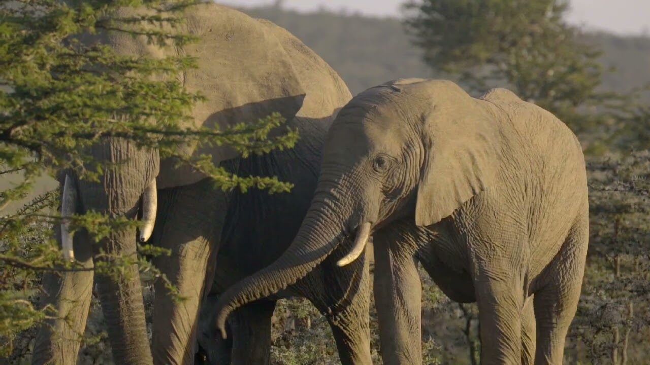 हाथियों ने कुचले 3 लोग- मौके पर हुई मौत