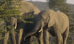 हाथियों ने कुचले 3 लोग- मौके पर हुई मौत हाथियों ने कुचले 3 लोग- मौके पर हुई मौत