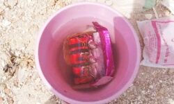 पानी की बाल्टी में रखा हुआ मिला टाइम बम- गेट पर पत्र चस्पा मांगे 5 लाख