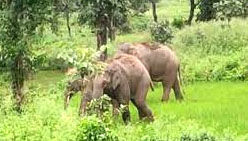 गांव में घुसे हाथियों ने तीन ग्रामीणों के झाेपडों को पहुंचाया नुकसान