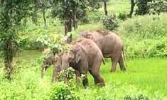 गांव में घुसे हाथियों ने तीन ग्रामीणों के झाेपडों को पहुंचाया नुकसान गांव में घुसे हाथियों ने तीन ग्रामीणों के झाेपडों को पहुंचाया नुकसान