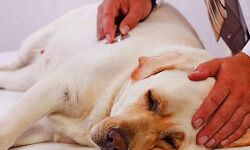 पशु चिकित्सक की लापरवाही से कुत्ते की मौत का मामला पहुंचा पुलिस थाने