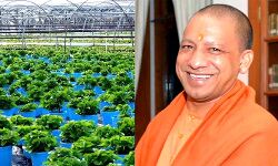 मनरेगा योजना से UP में बनेंगी 150 हाईटेक नर्सरी मनरेगा योजना से UP में बनेंगी 150 हाईटेक नर्सरी