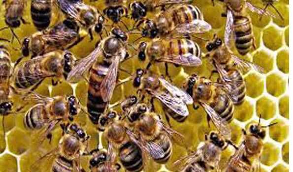 मधुमक्खियों के हमले से 14 छात्राएं जख्मी