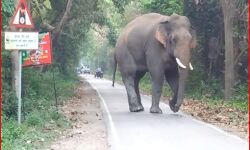 फोटो लेने से खफा हाथियों ने युवकों को सड़क पर दौड़ाया-ऐसे बची जान