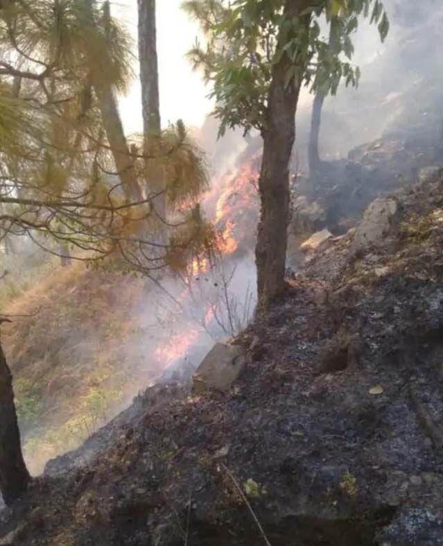 जंगल में आग से दहका इलाका- 80 घंटे बाद भी नहीं पाया जा सका काबू