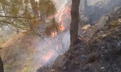 जंगल में आग से दहका इलाका- 80 घंटे बाद भी नहीं पाया जा सका काबू जंगल में आग से दहका इलाका- 80 घंटे बाद भी नहीं पाया जा सका काबू