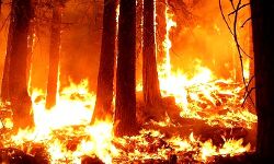 खेत और जंगलों में लगी कई जगह आग