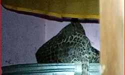 घर के भीतर गुलदार का कब्जा- परिवार मकान से बाहर- लोगों में दहशत