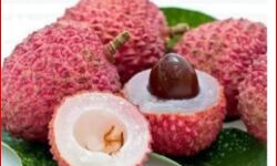 सपा नेता ने की पोस्ट-लीची की गुठली को लेकर आपत्तिजनक टिप्पणी- किया अरेस्ट