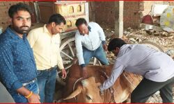 योगी का डंडा देखते ही जागी पालिका और ढूंढ निकाला जख्मी हुआ गोवंश