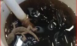 ग्राहकों की सेहत के साथ खिलवाड़- कोल्ड ड्रिंक में मिली मरी छिपकली