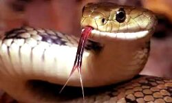 टॉयलेट में बैठकर मोबाइल में गेम खेल रहा था शख्स- अचानक सांप ने लिया काट टॉयलेट में बैठकर मोबाइल में गेम खेल रहा था शख्स- अचानक सांप ने लिया काट