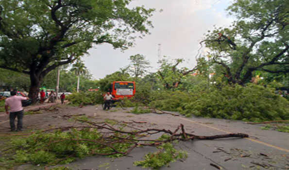 भारी बारिश- आंधी से उखड़े पेड़