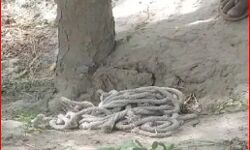 कसाई बने पिता ने बेटे को पेड़ से बांधकर पीटा- हो गई मौत