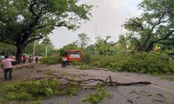 भारी बारिश- आंधी से उखड़े पेड़ भारी बारिश- आंधी से उखड़े पेड़