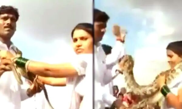 अनोखी शादी- जयमाला के वक्त कपल ने डाला एक-दूसरे के गले में सांप