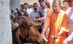 योगी सरकार का बड़ा फैसला- गाय के साथ किया ऐसा तो होगा मुकदमा दर्ज