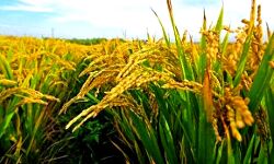 धान के सरकारी बीज के वितरण में कुशीनगर का दूसरा स्थान धान के सरकारी बीज के वितरण में कुशीनगर का दूसरा स्थान