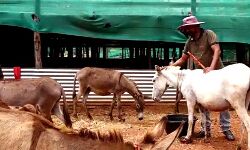 दूध बेचने के लिये आईटी जॉब छोड़कर 42 लाख के खरीबे 20 गधे दूध बेचने के लिये आईटी जॉब छोड़कर 42 लाख के खरीबे 20 गधे