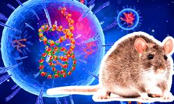 लासा बुखार से मरने वालों की संख्या 155 हुई