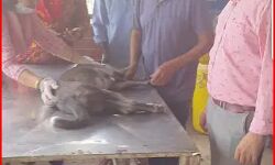 आखिर कितना गिरेगा इंसान-खाने का लालच देकर बेजुबान कुतिया से रेप