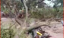 सड़क पर दौड़ रही बाइक पर गिरा पेड़- युवक की ऐसे हो गई मौत सड़क पर दौड़ रही बाइक पर गिरा पेड़- युवक की ऐसे हो गई मौत