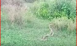 नाग नागिन का डांस देखने को उमड़ा हुजूम, अब तरह-तरह की चर्चाएं