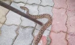 सर्पदंश की दो अलग-अलग घटनाओं में दो लोगों की मौत