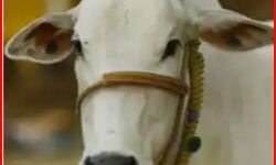 स्पीकर का DGP को निर्देश, बकरीद के दिन राज्य में नहीं कटे कोई गाय स्पीकर का DGP को निर्देश, बकरीद के दिन राज्य में नहीं कटे कोई गाय