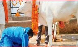 गाय पाल रहे हैं तो बेचे गोबर एवं गोमूत्र-इस भाव खरीदेगी सरकार गाय पाल रहे हैं तो बेचे गोबर एवं गोमूत्र-इस भाव खरीदेगी सरकार