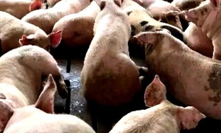 DM ने लगाया सुअर के मांस और उनके प्रोडेक्ट पर प्रतिबंध