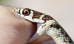 सर्प के डांक मरने के कारण तीन लोगों की मौत