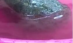 नदी में तैरते मिले यह नाम लिखे पत्थर को अब मंदिर में रखा जाएगा