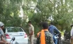 सड़क पर गिरा पेड़ सहज मेें ले गया कार में बैठी महिला की जिंदगी,मचा कोहराम सड़क पर गिरा पेड़ सहज मेें ले गया कार में बैठी महिला की जिंदगी,मचा कोहराम