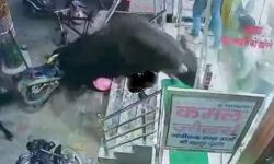 लड़ते हुए सांडों ने ज्वेलर्स की दुकान में मचाया हुडदंग- एक कर दिया घायल लड़ते हुए सांडों ने ज्वेलर्स की दुकान में मचाया हुडदंग- एक कर दिया घायल