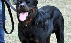 हो जाएं सावधान, इन प्रजाति के कुत्तो  पर लग सकती है रोक- भेजी चिट्ठी